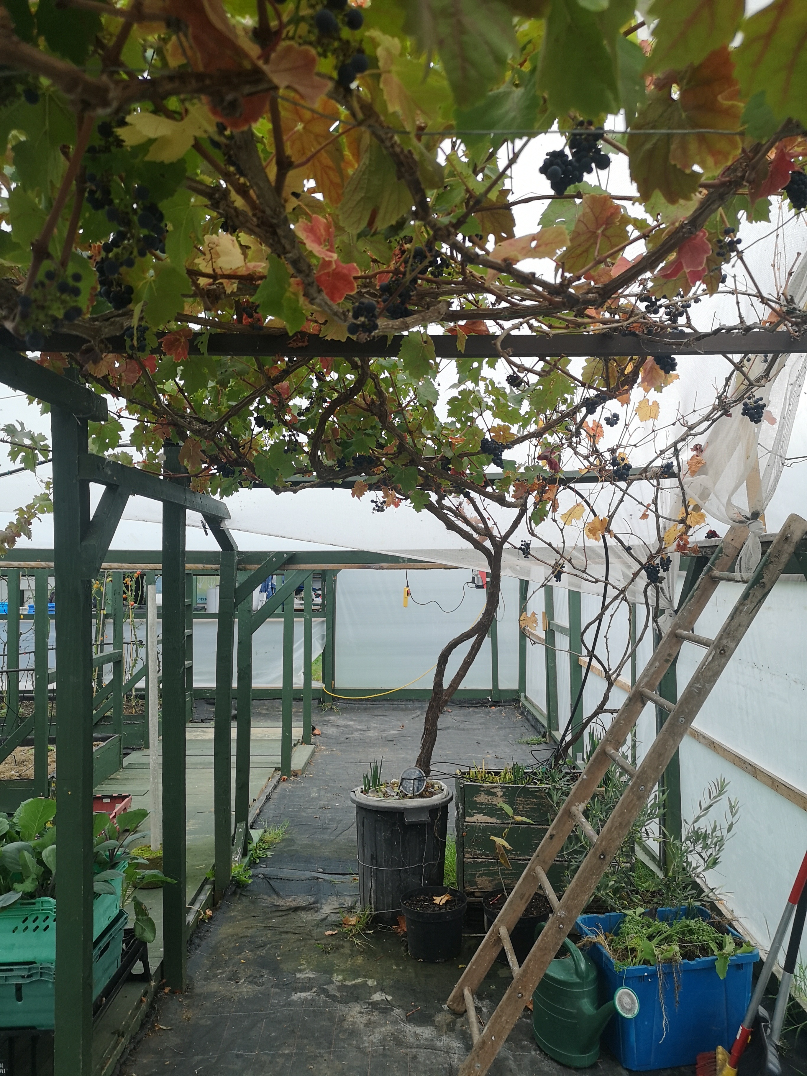 Aquaponics 1