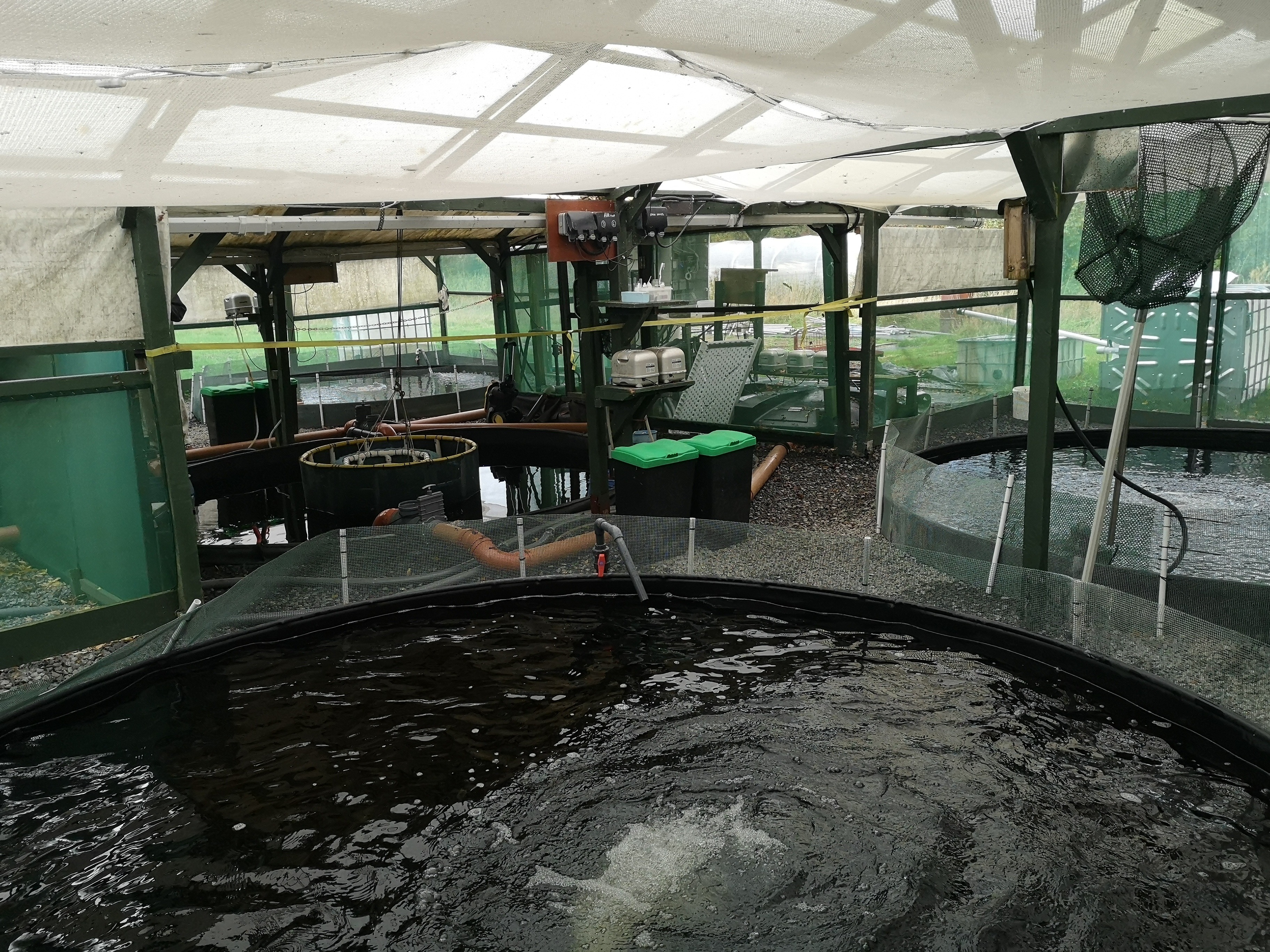 Aquaponics 12