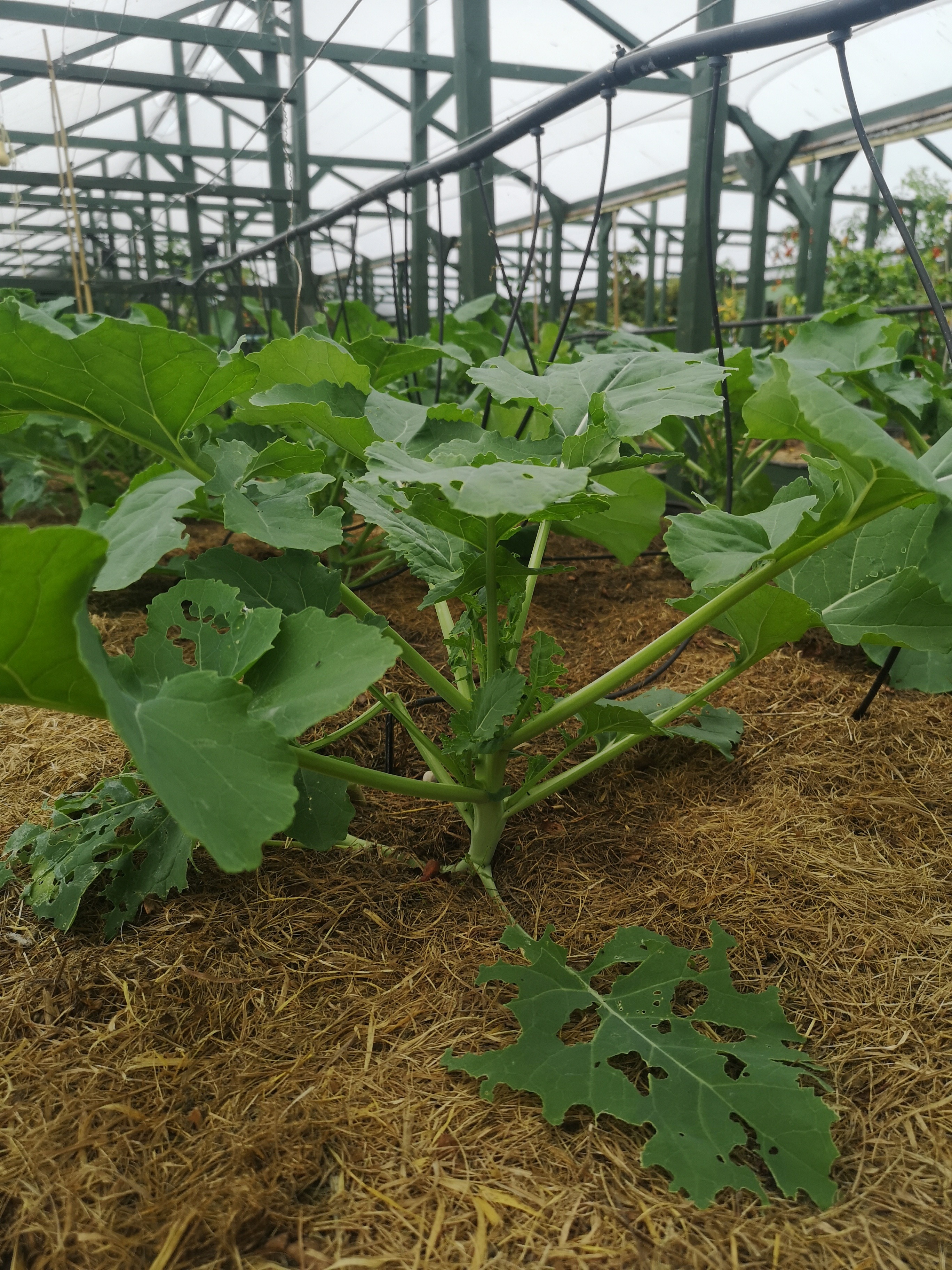 Aquaponics 2