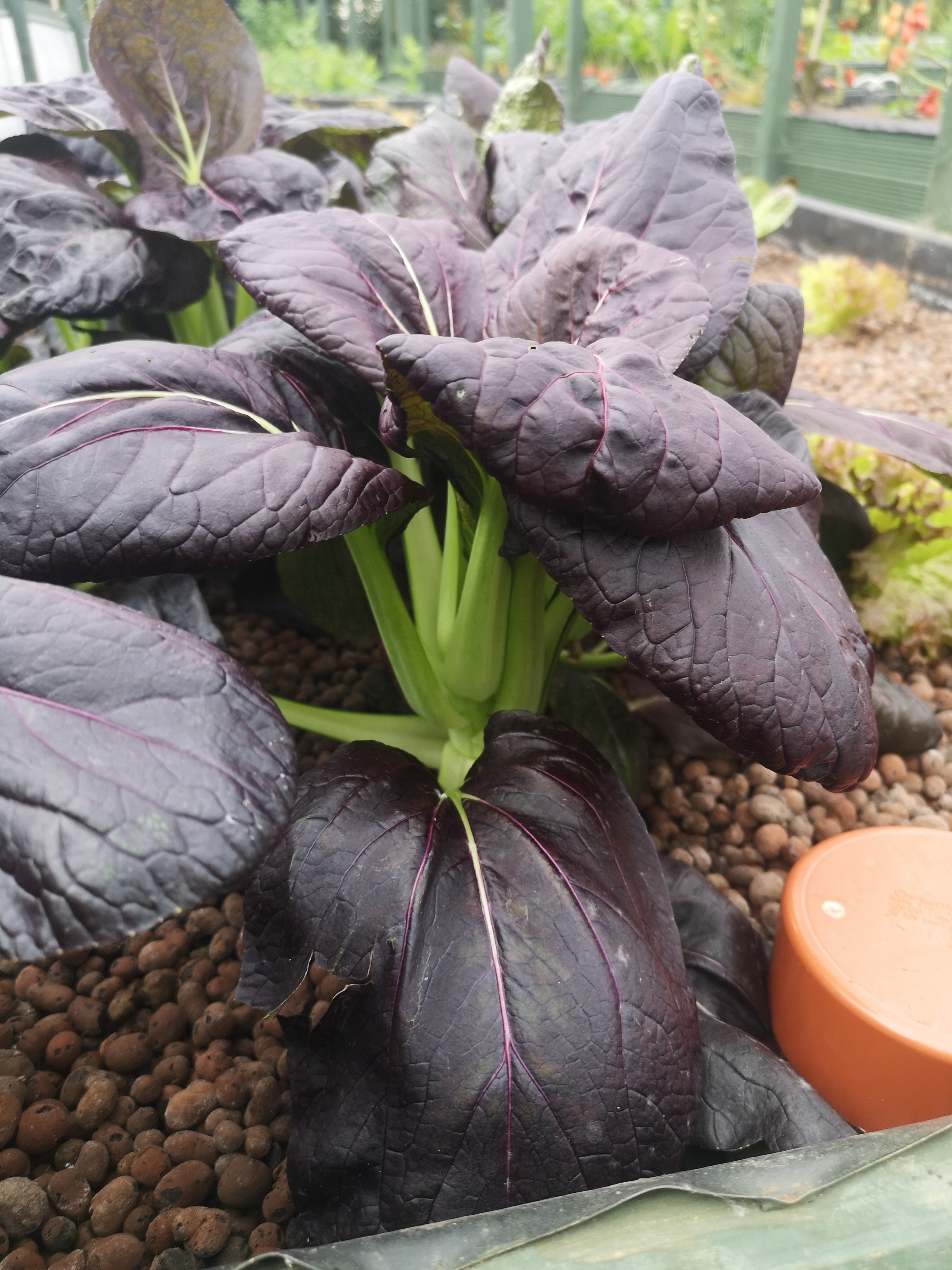 Aquaponics 4
