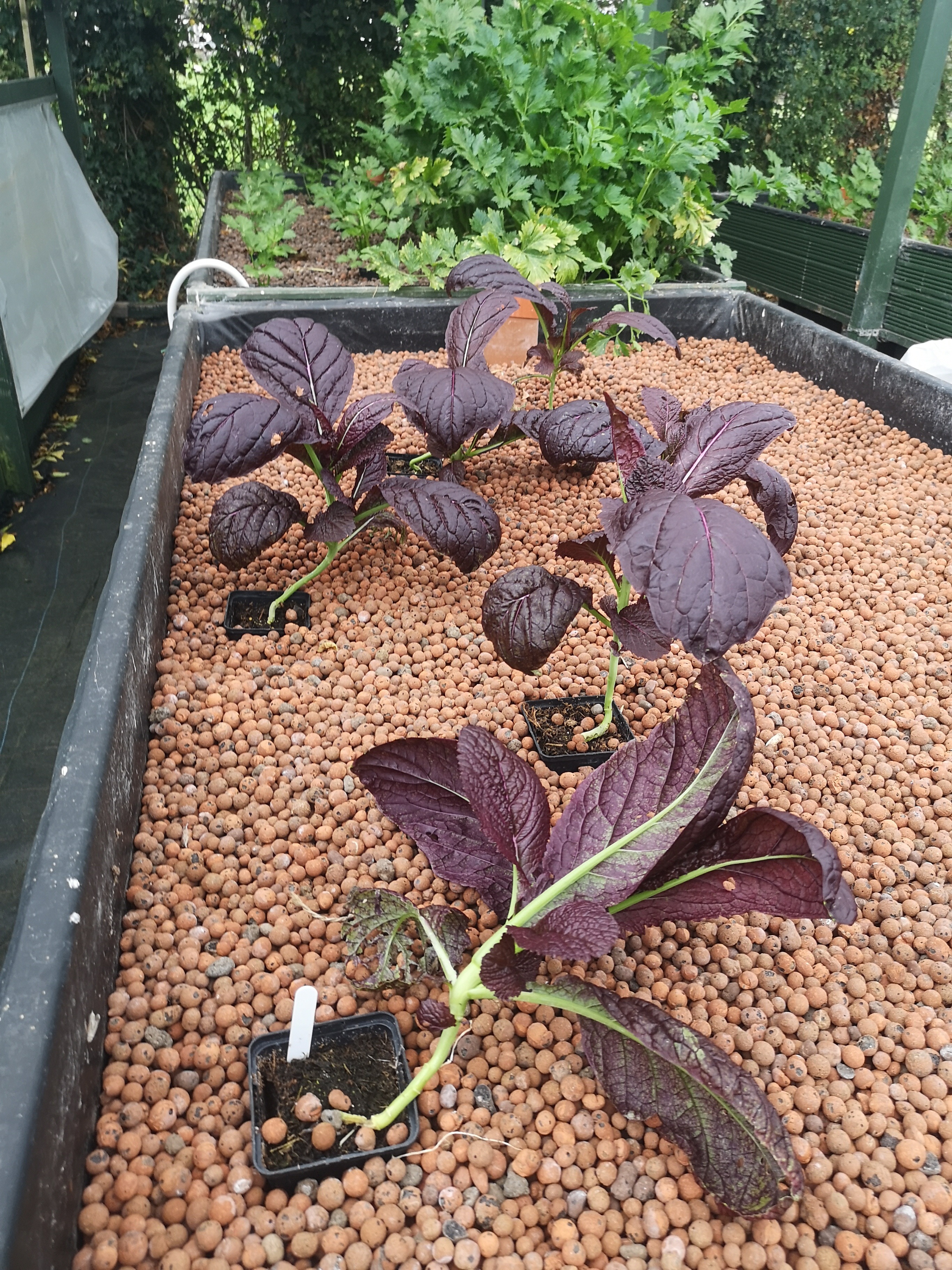 Aquaponics 5