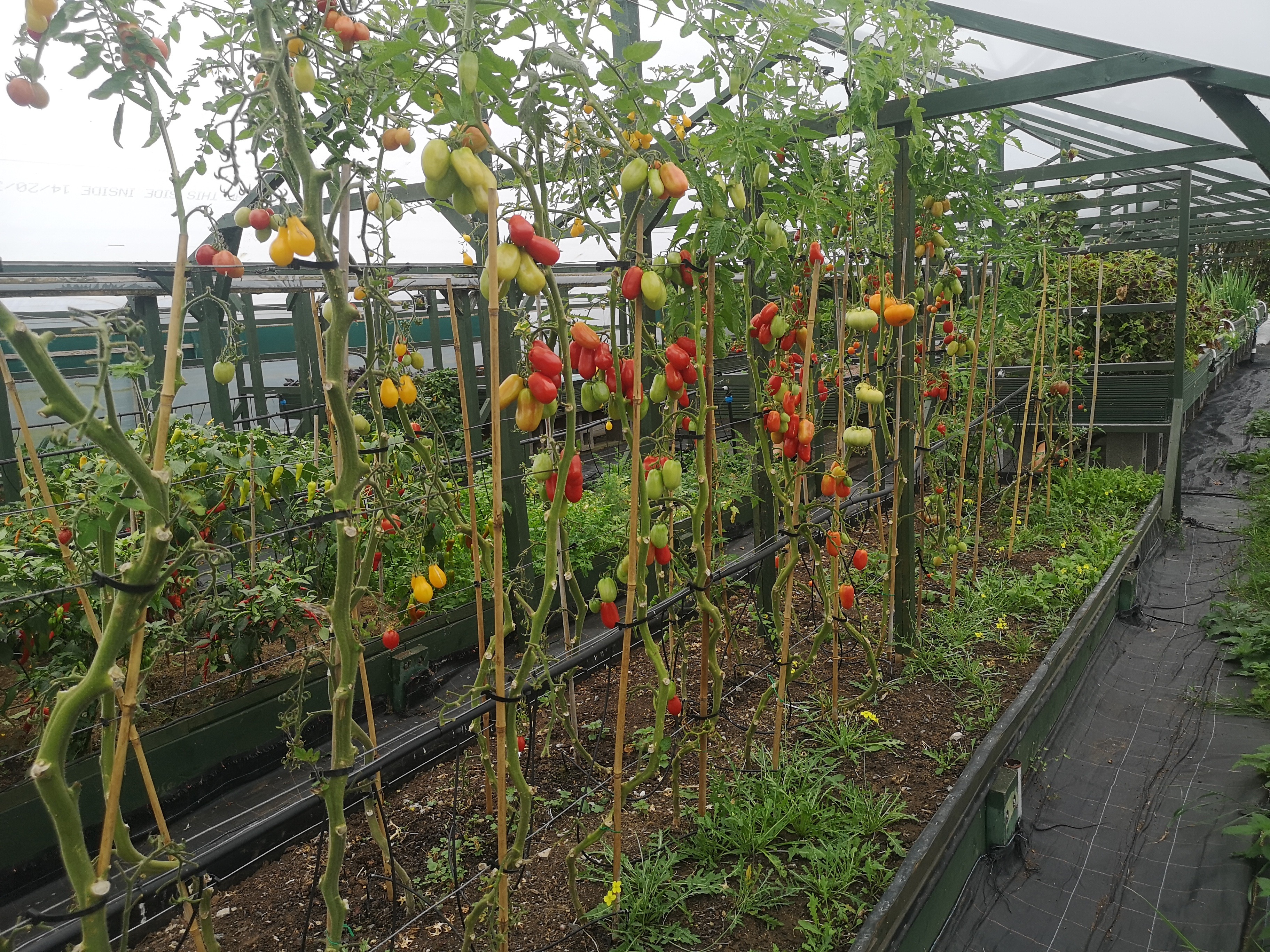 Aquaponics 6