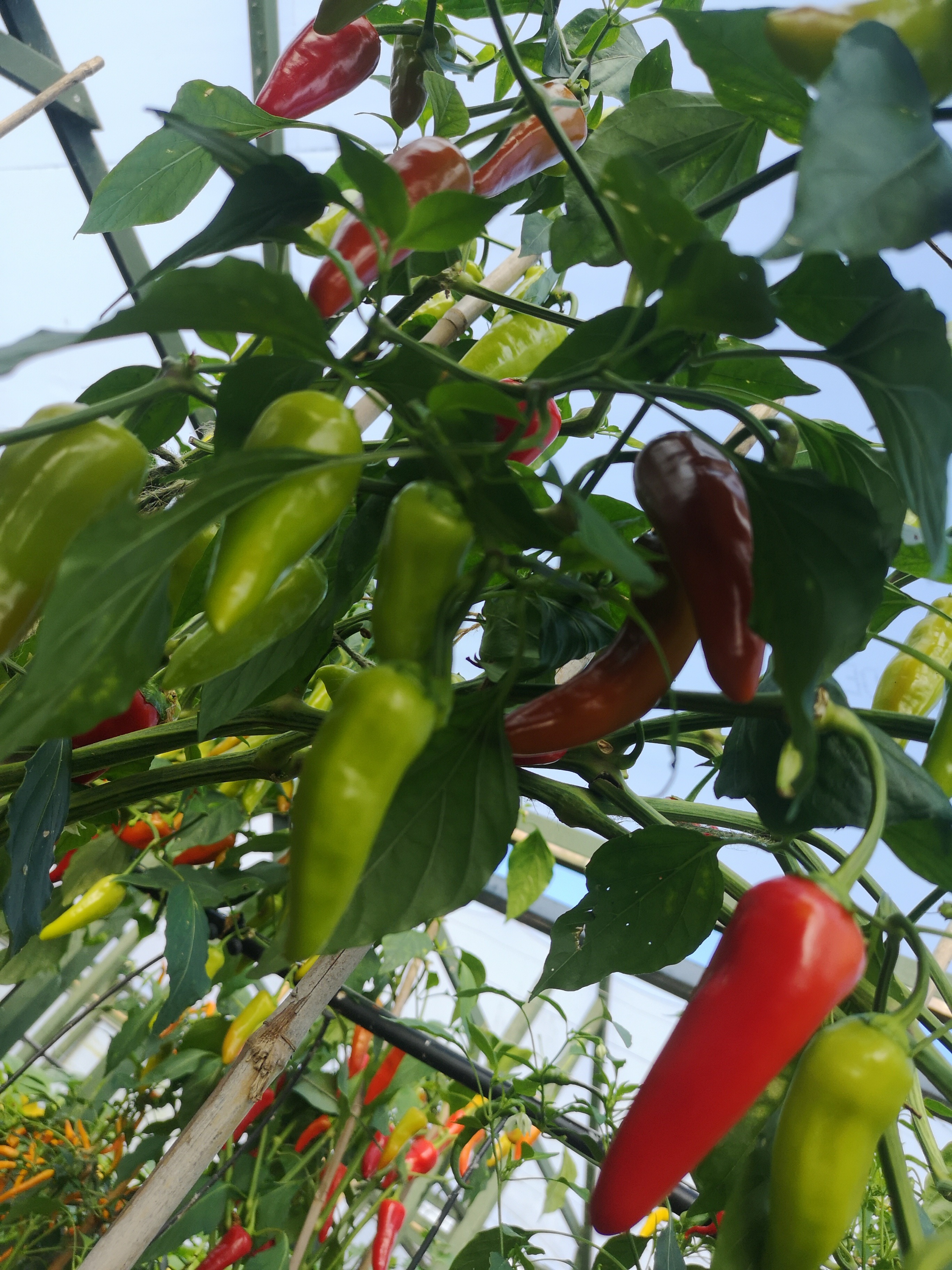 Aquaponics 9