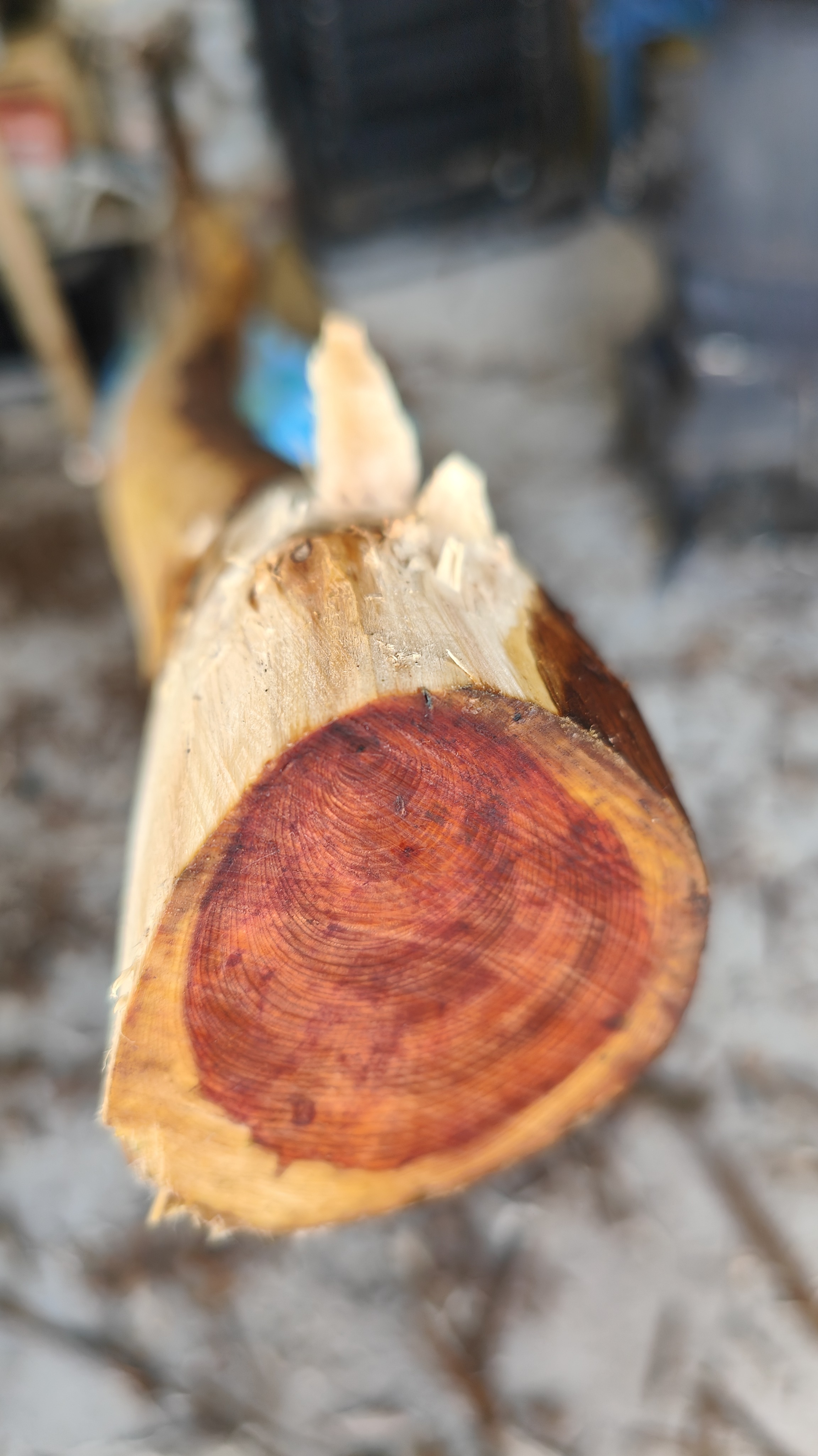Yew Longbow 11